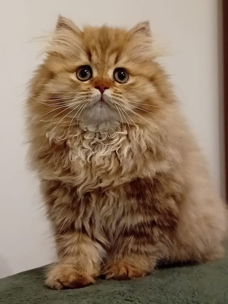 British Longhair