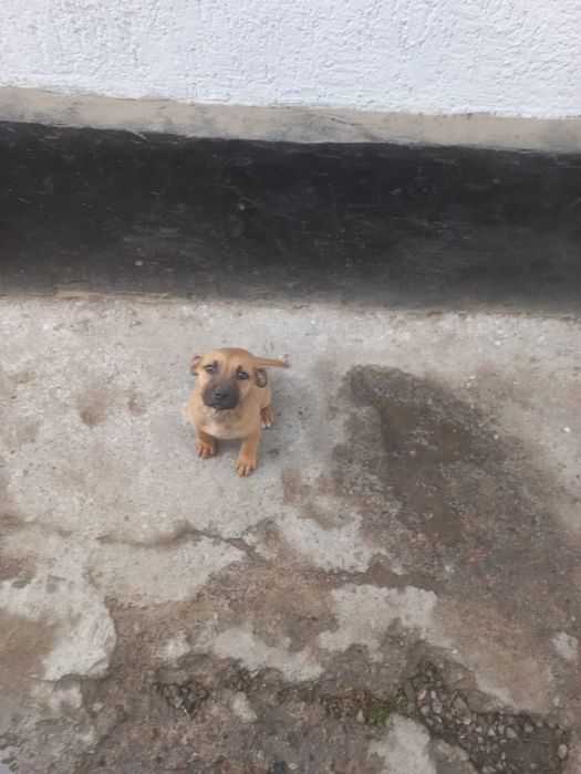 Щенок отдам бесплатно