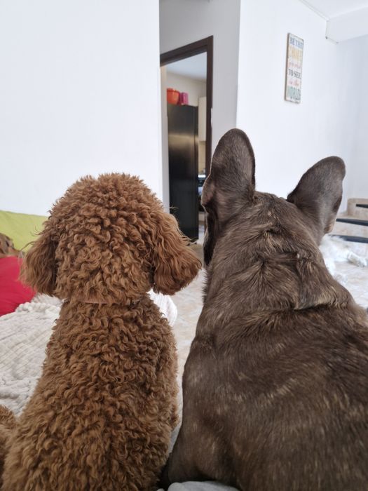 Pet sitter/ Cazare animale de companie