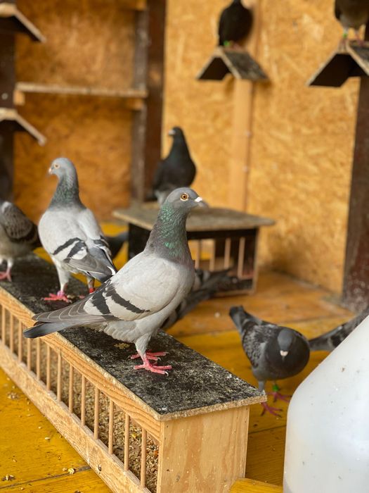 Vand porumbei voiajori