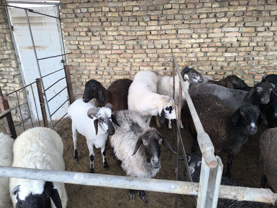 Кучкор куйлар сотилади хаммаси соглом уйда бокилган.