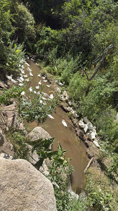 Продаётся Белые утки
