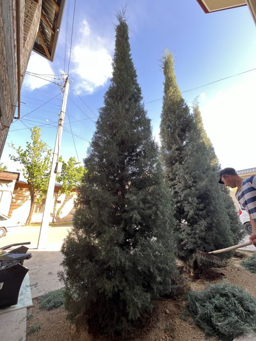 Archa kesish gazon orish gazon ekish fantanchik qilish gullar ekish