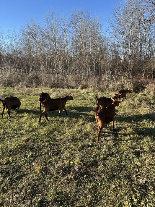 Capre de rasa de vanzare