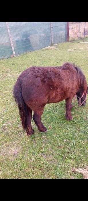 Vând un ponei de un an și 7 luni