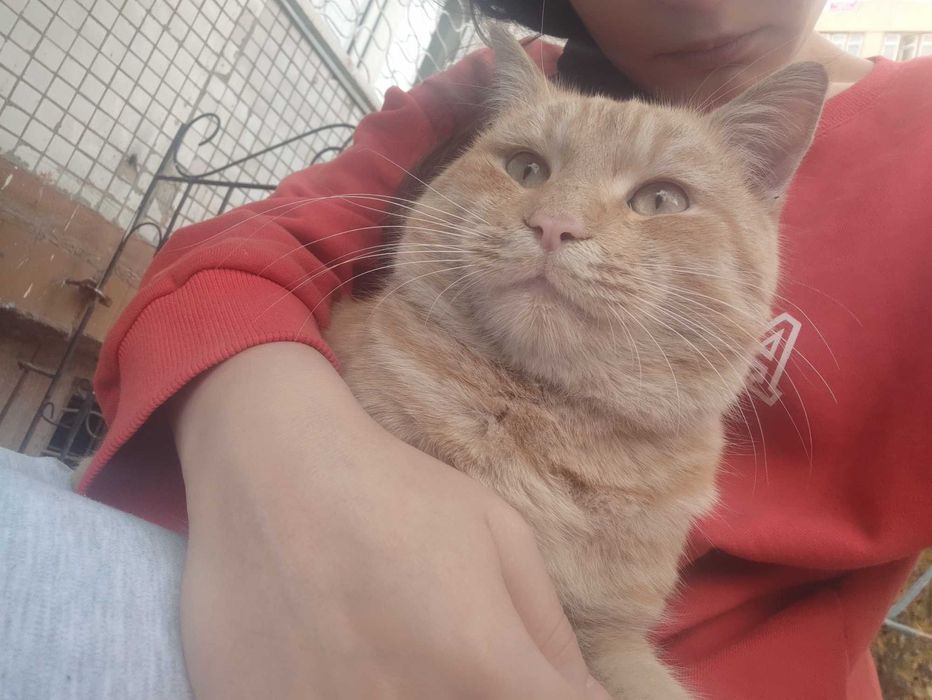 Нашли рыжего кота