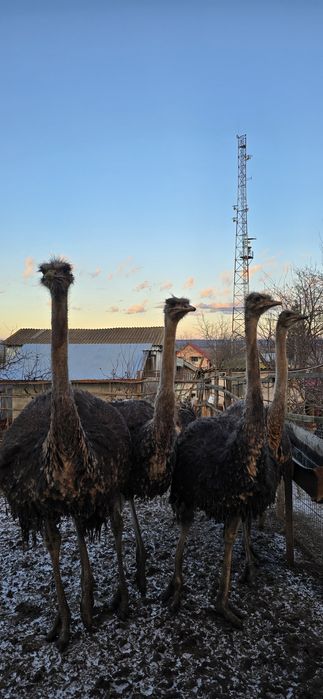 Struți de vânzare
