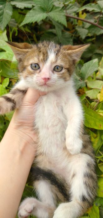 Отдам в добрые руки котят