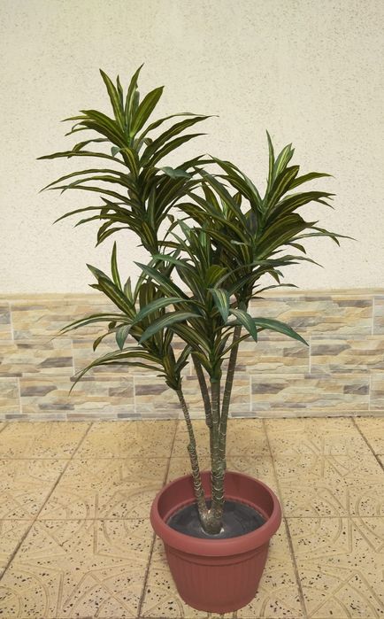 Plante ornamentale | Dracaena | Ficus