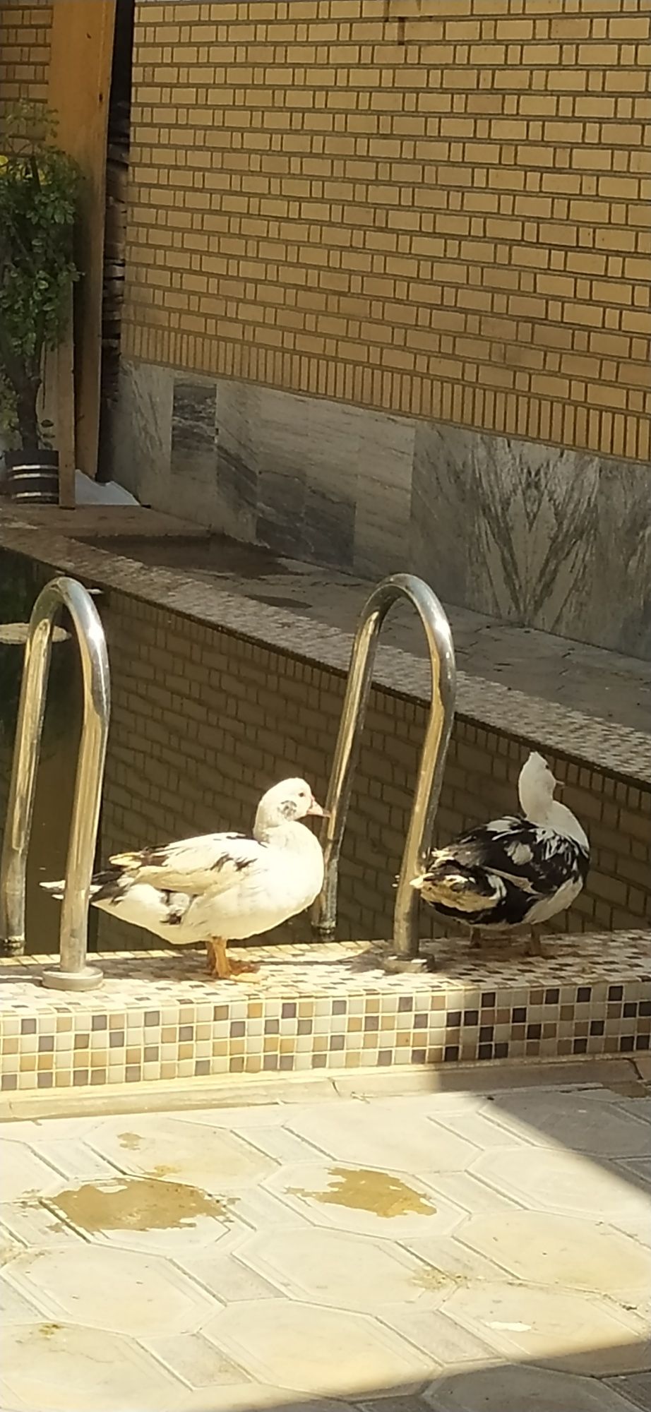 Уткалар сотилади