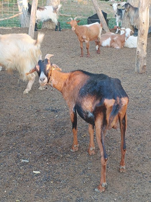 Vând ieduțe  de un an și doi ani și 15 tapi