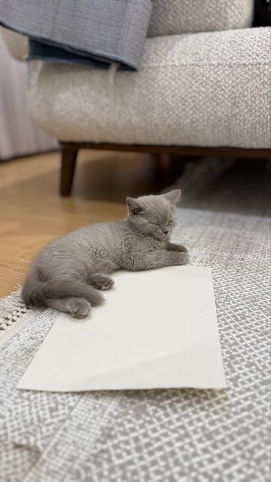 Скотиш Страйт серябрисый котенок красавица . Кошка 2месяца