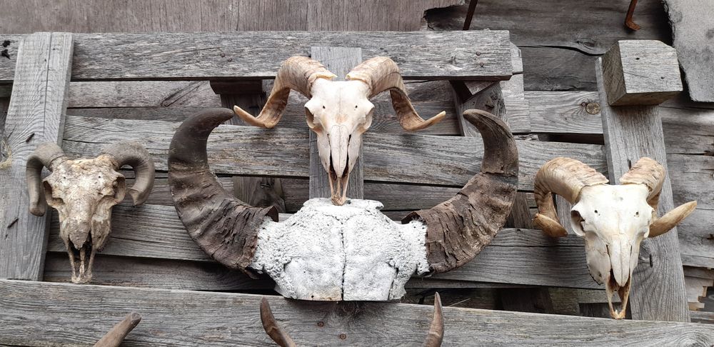 Трофей  рога с черепи