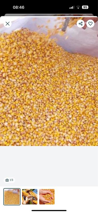 Graunte ,porumb recolta 2025 kg