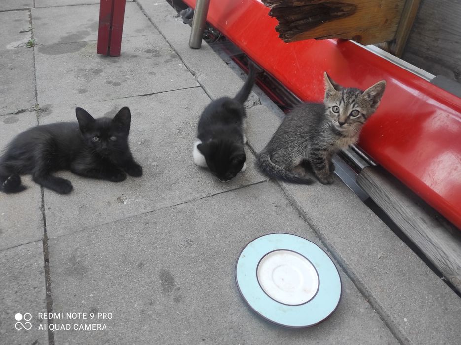 Малки Котенцъ   на2 ми. На2м