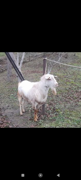 Tap Sanen Bănățean