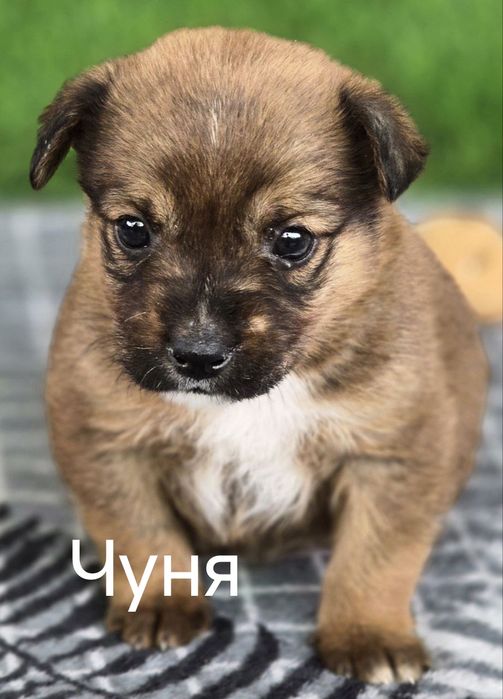 Щенки ищут дом и любящих хозяев