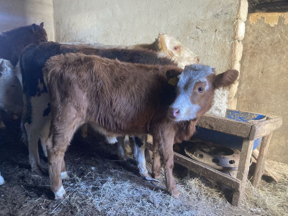 Баспақ  сатылады