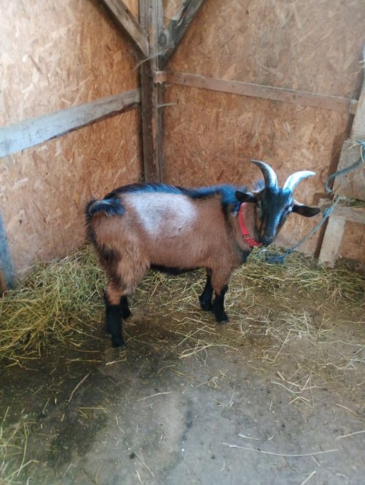 Vând sau schimb țap alpin francez