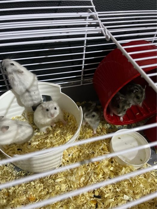 Vand hamsteri albii/grii,pereche sau cate unul