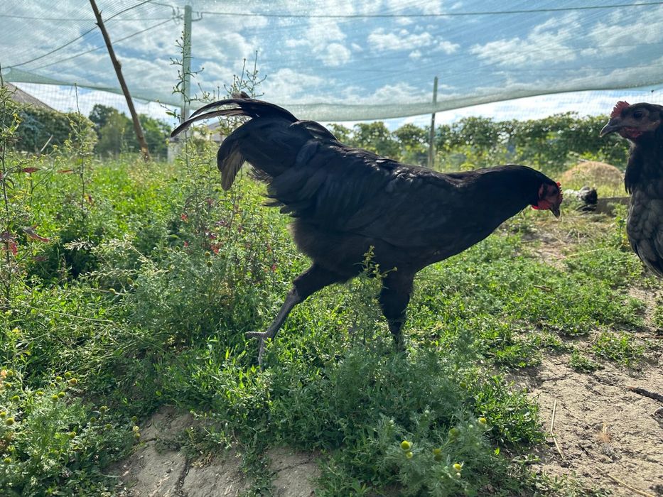 Cocosi tineri 3-5 luni