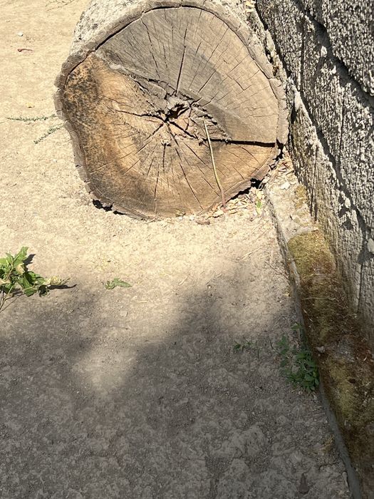 Yong’oq, Daraxt _ 2 ta Bor