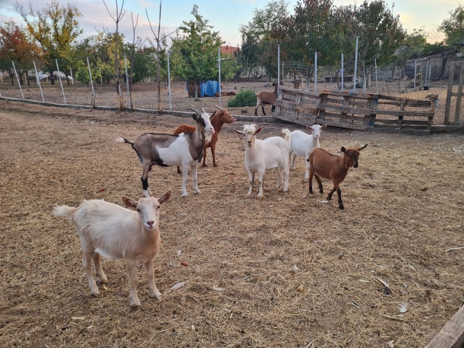 Vând capre gestante