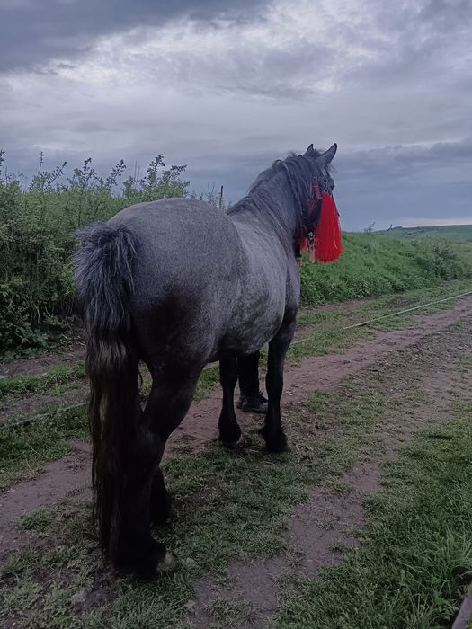 Mânzat de rasa mantata