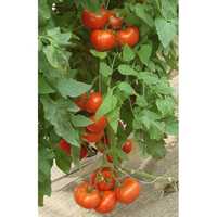Seminte de tomate Kiveli  100 ,500 sem