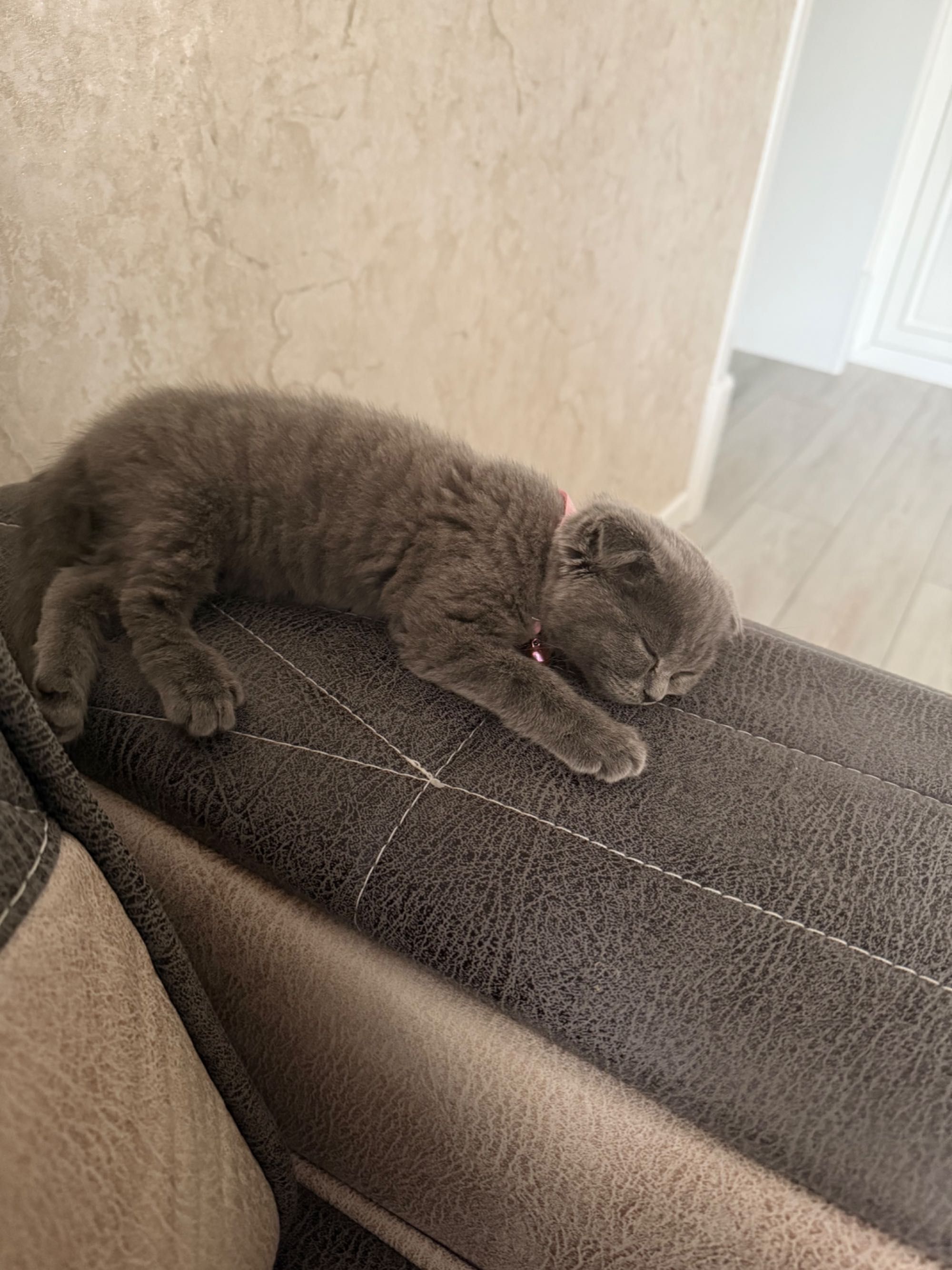 Scottish Fold Cat Pishakcha Mushukcha