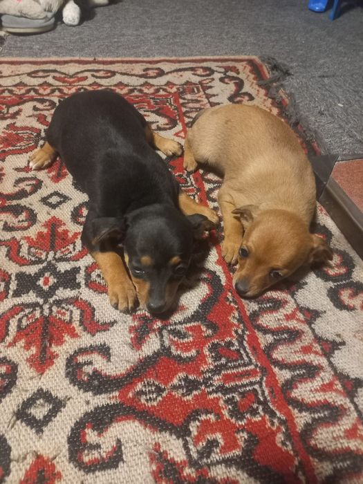 Пинчери  две женски на 2 месеца