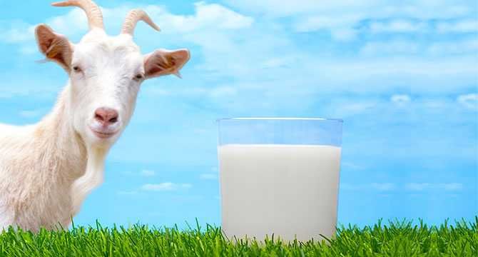 Продается Козье молоко с доставкой