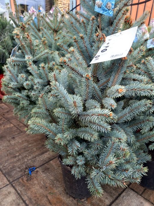 Vând puieți de brazi arginti  la ghiveci super bleu