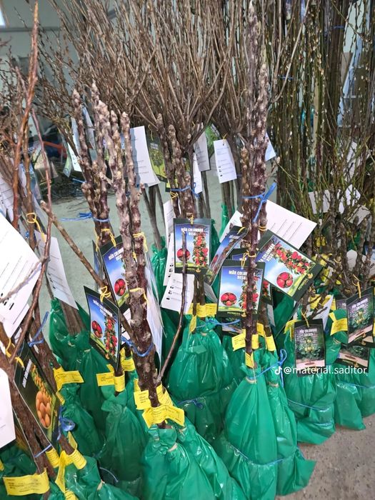 Pomii Fructiferi Altoiți Clasici și Columnari anul 3 de vegetație