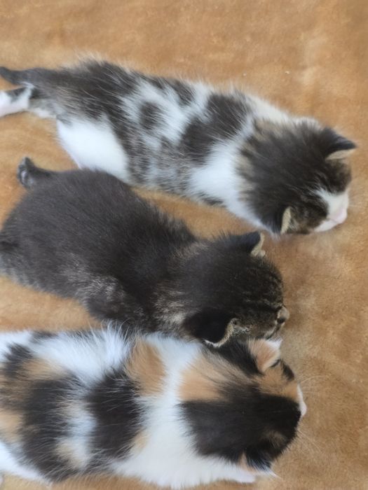 Отдам котят в добрые руки