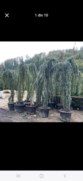 Vând plante ornamentale și livrez