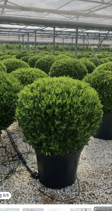 Buxus cryptomeria japonica