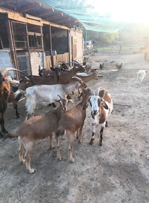 De vânzare ,cele mari sunt gestante cu țap alpin din poze