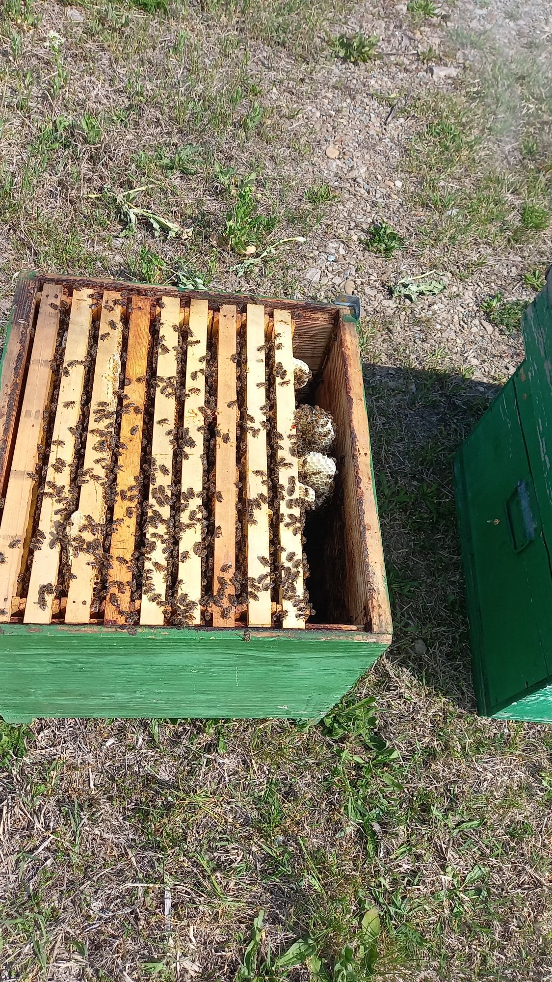 Vând 35 familii de albine, 380 lei, negociabil la fața locului.
