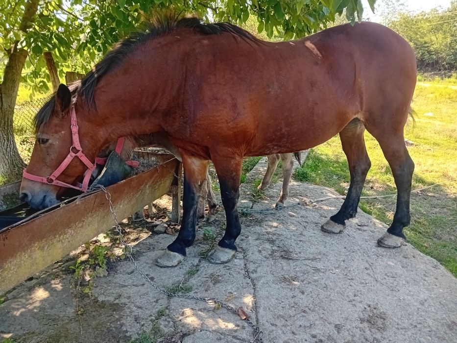 Iapă de vânzare!!