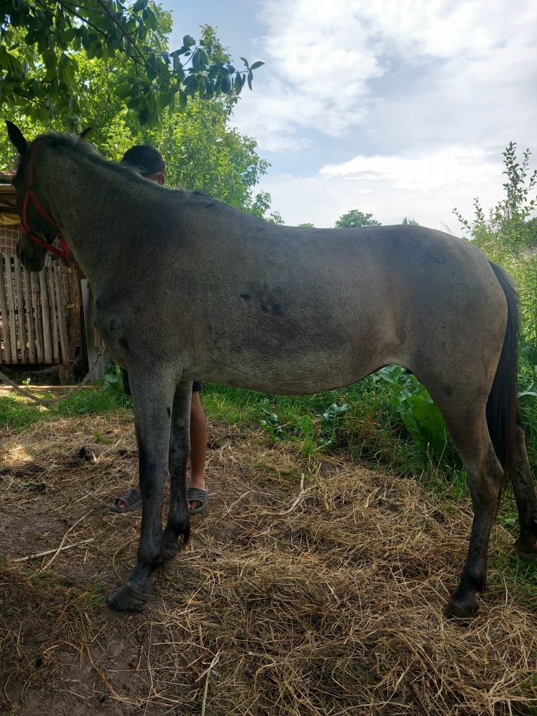 Vând iapa blândă