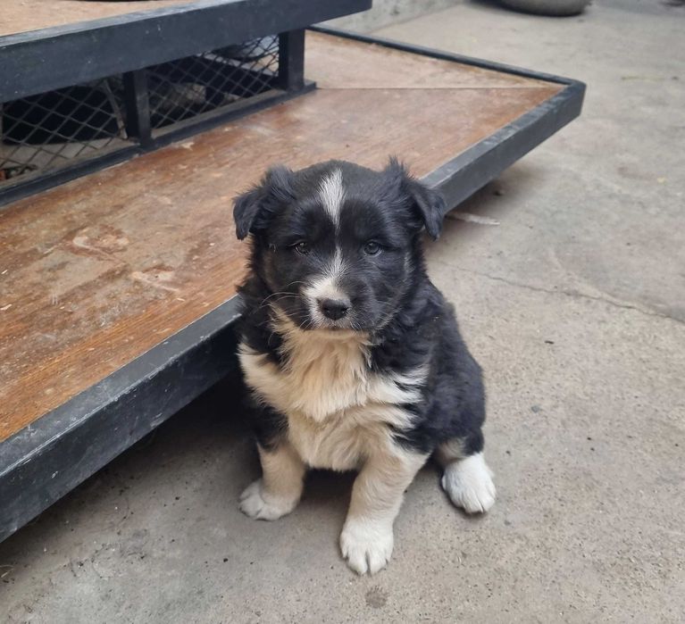 Щеночек хаски в хорошие руки!