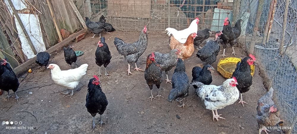 Gâște și cocosi Australorp  din 2025  iunie