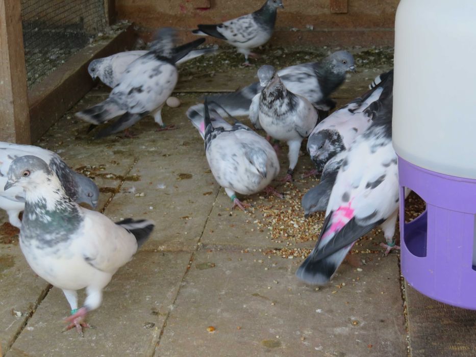 Porumbei Berzați de Budapesta