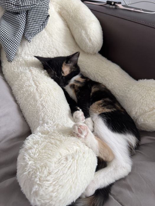 Котенок в добрые руки