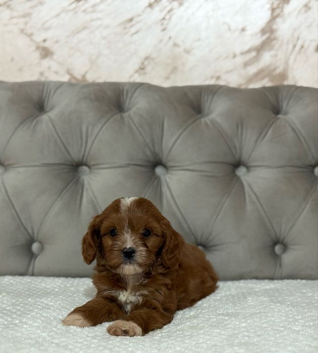 Femelă Cavapoo - deosebita!