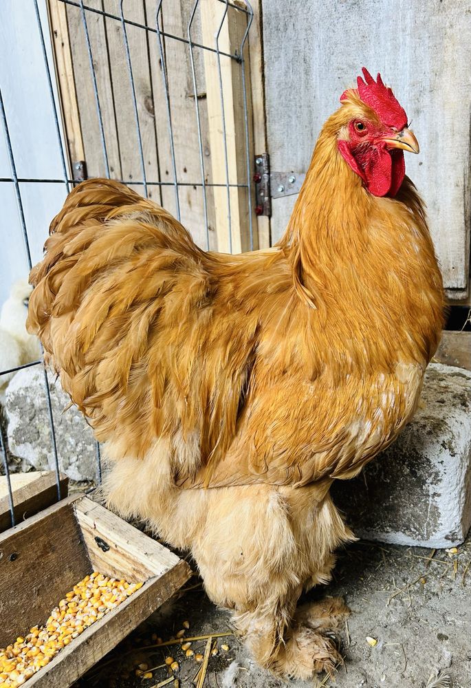 Oua incubat cochinchin