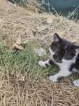 Коте на 1 месец подарява се