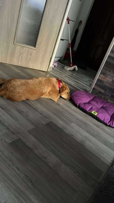 URGENT!!! Donez catelusa sterilizata, blanda, ascultatoare, educata!!!