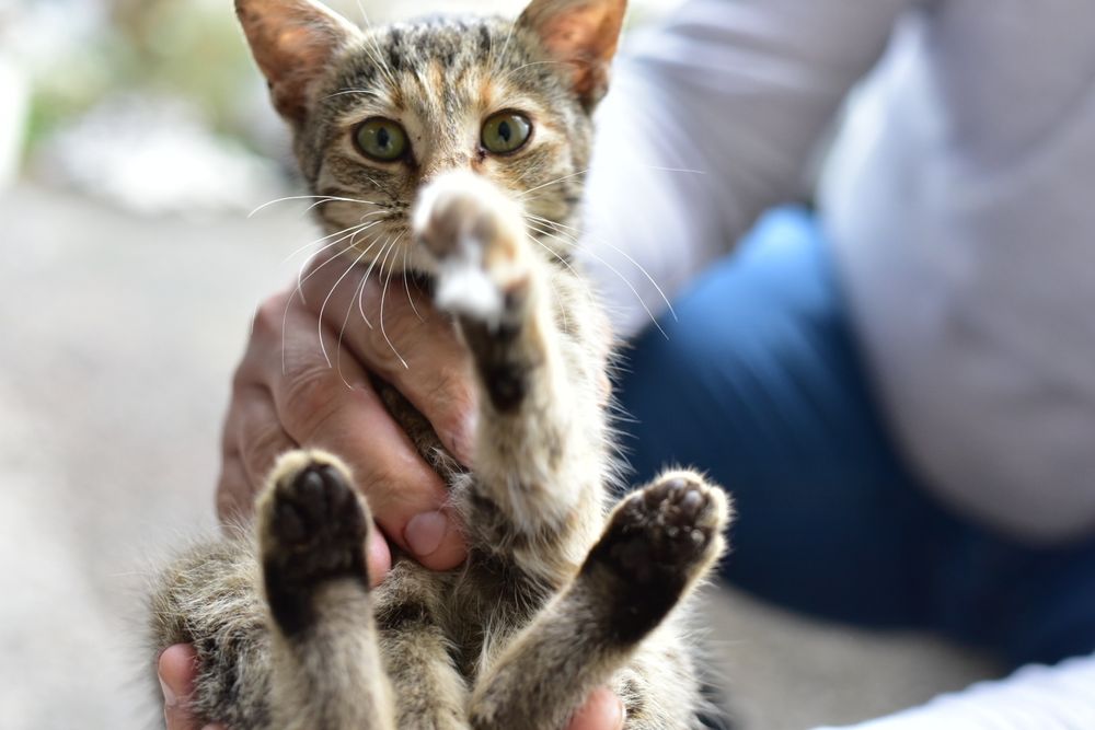 Подарявам коте на 2 месеца, здраво с аксесоари